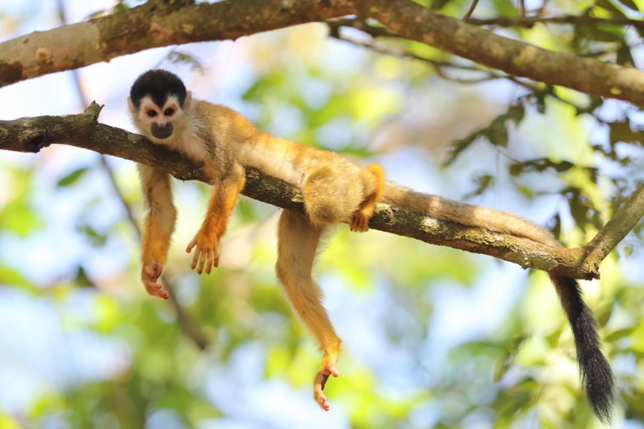 Four Monkeys Eco Lodge Cabo Matapalo Exterior foto