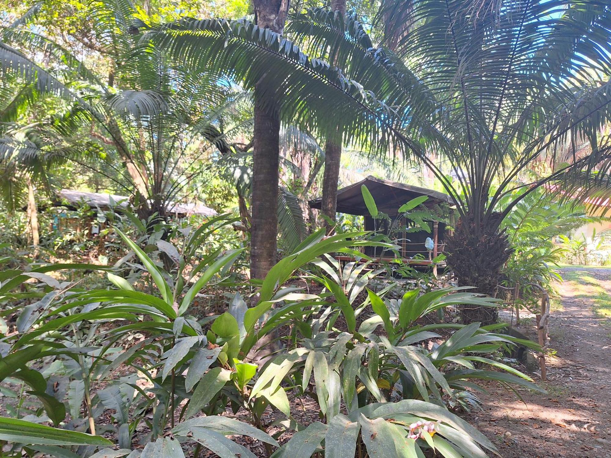 Four Monkeys Eco Lodge Cabo Matapalo Exterior foto